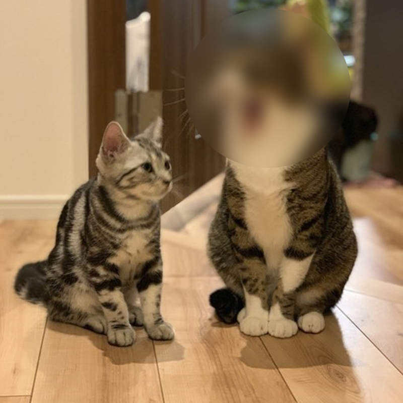 感染力極強的《貓咪哈欠照》看著看著就忍不住打哈欠了呢~(哈欠) 感染力極強的《貓咪哈欠照》看著看著就忍不住打哈欠了呢~(哈欠)