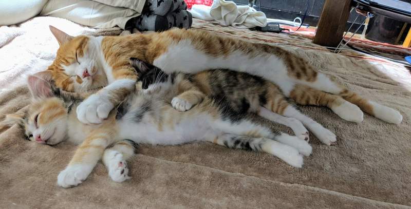 相親相愛的《貓睡姿》比人類還標準的「川字」睡法，看了都想躺下一起睡...