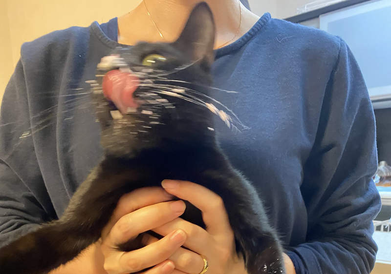 《貓的聖誕節》不但只想破壞聖誕樹，連寵物蛋糕最後也是這種下場......