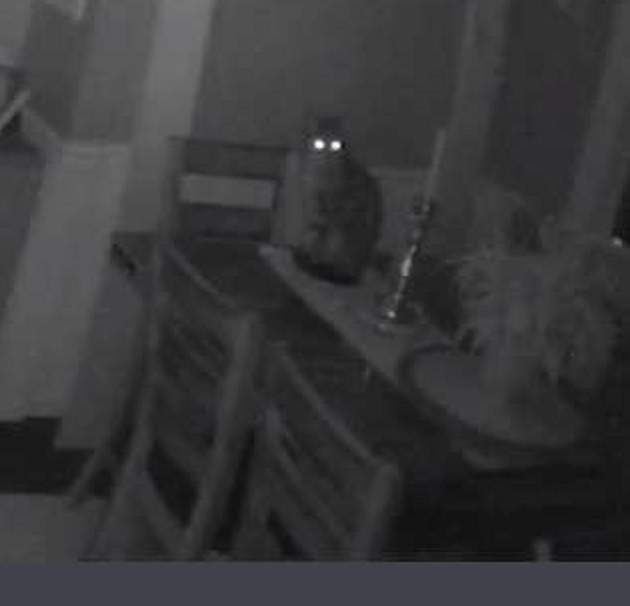 《家裡有不速之客出沒》每晚來報到 家裡阿貓阿狗都當作沒看到w 《家裡有不速之客出沒》每晚來報到 家裡阿貓阿狗都當作沒看到w