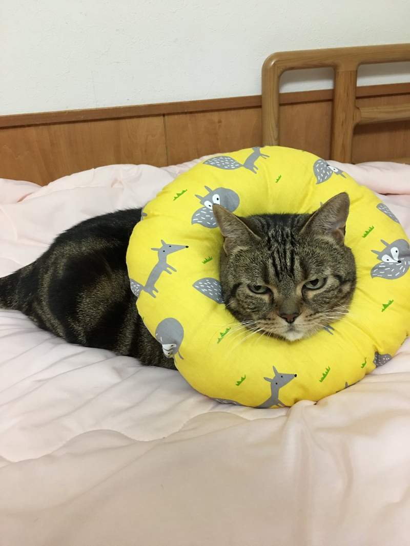 插畫家描繪《受傷戴了頸圈的貓漫畫》好像游泳圈(^･ｪ･^)喵星人表情有點無奈