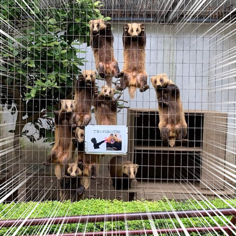 《等待放飯的日本獾》餵食時間還沒到就開始對飼育員施壓的模樣引發瘋傳