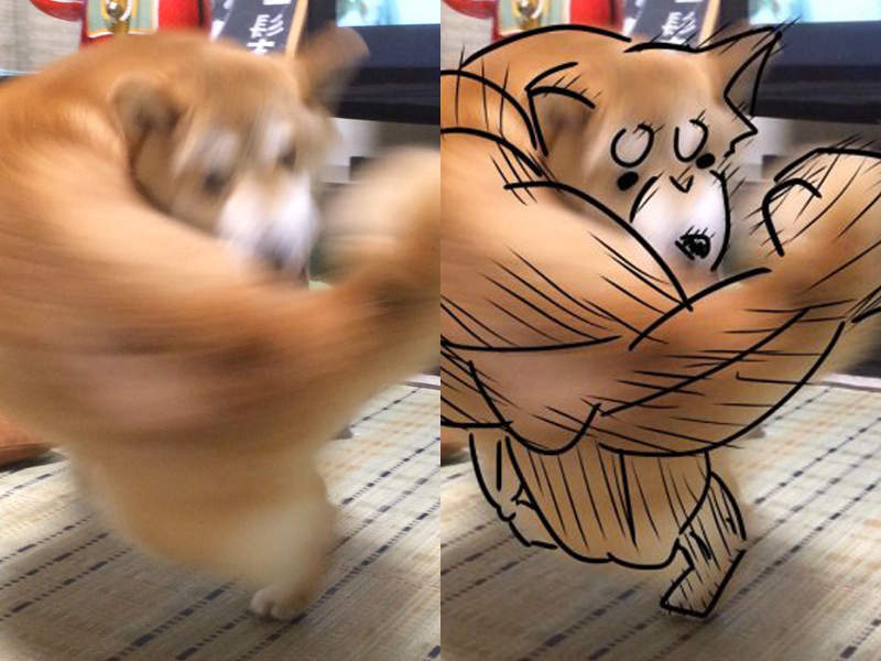 看了回不去《柴犬錯覺照片》一隻正咬自己尾巴轉圈的柴被看成超級肌肉柴？