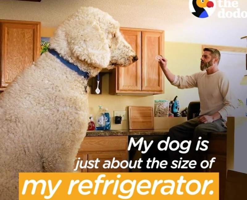 比人還要高《巨人的狗》真的存在？這隻影片讓人看傻眼了~