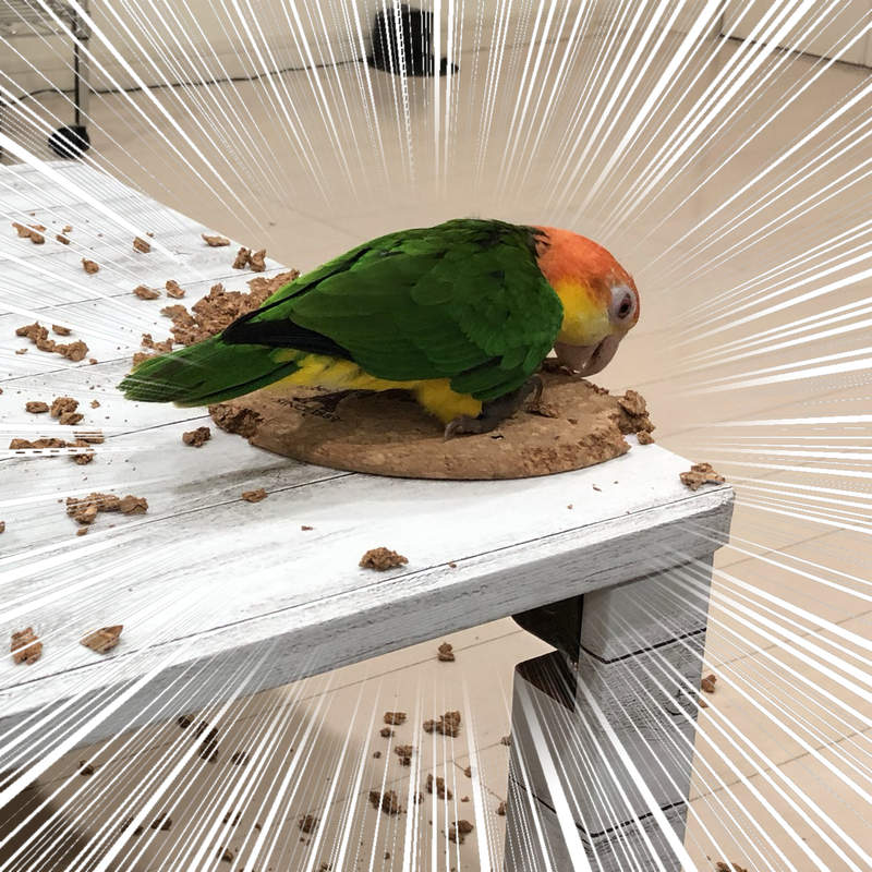 寵物的藝術魂《職人鸚鵡》被咬爛的鍋墊最後竟然變成超有型杯墊!? 寵物的藝術魂《職人鸚鵡》被咬爛的鍋墊最後竟然變成超有型杯墊!?