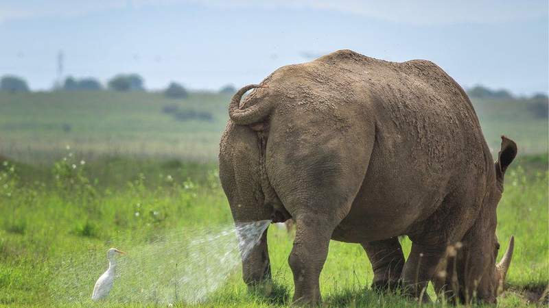2019《搞笑野生動物攝影獎》決賽作品 你的一天有這隻鳥慘嗎？ 