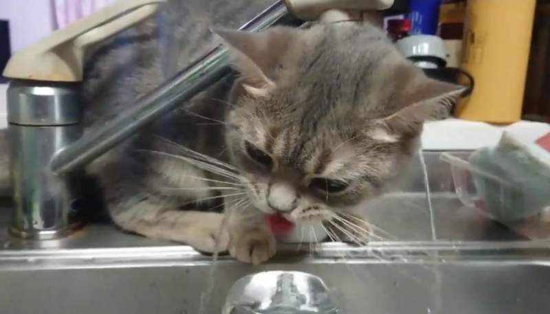 都是水龍頭的錯《不擅喝水的貓咪》水沒喝到幾口倒是洗了一個頭ww 都是水龍頭的錯《不擅喝水的貓咪》水沒喝到幾口倒是洗了一個頭ww