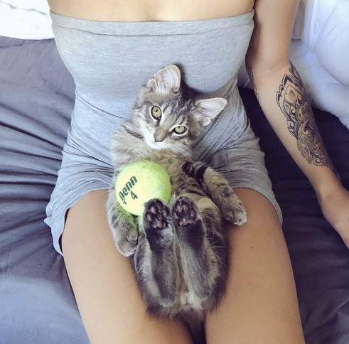 《貓的男友力》讓網友驚嘆貼心到不行的喵星人