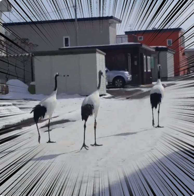 北海道《路上驚見鶴散步》難道是在尋找要去報恩的人家？（誤w）