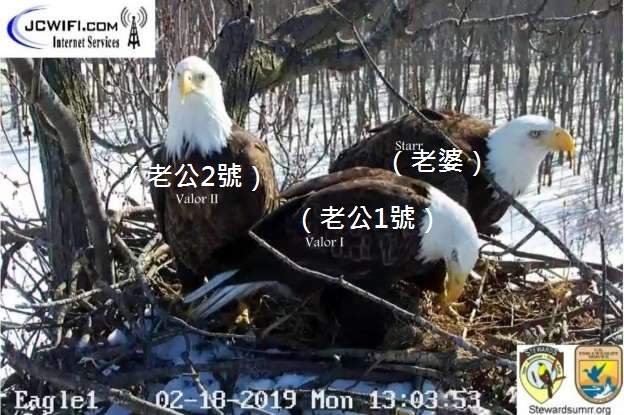 奇妙大自然《兩隻公老鷹一起養家》這故事跟鄉土八點檔一樣好看 奇妙大自然《兩隻公老鷹一起養家》這故事跟鄉土八點檔一樣好看