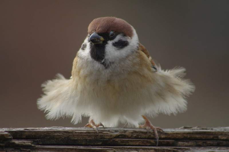 生態攝影師拍攝到《跳舞的麻雀》讓人想唱「裙擺搖搖~像隻小鳥」♫ 生態攝影師拍攝到《跳舞的麻雀》讓人想唱「裙擺搖搖~像隻小鳥」♫