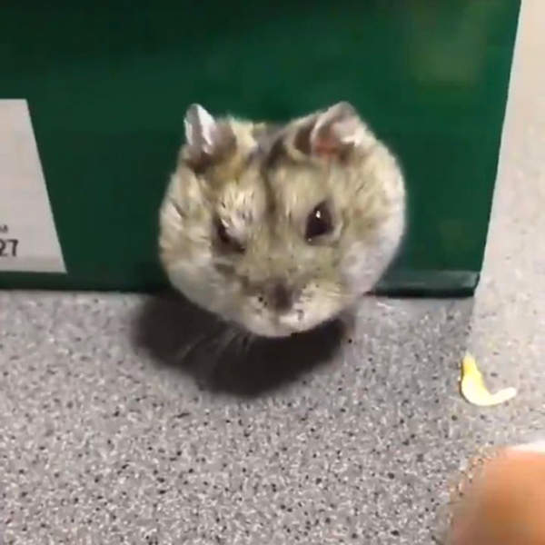 衝擊《陪倉鼠玩的結果》頭伸出洞口的下一秒竟然出現超驚恐畫面... 衝擊《陪倉鼠玩的結果》頭伸出洞口的下一秒竟然出現超驚恐畫面...