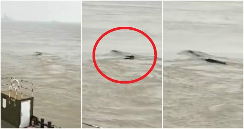 都市傳說再現？《長江裡的神秘生物》江中的巨型長條生物到底是什麼？