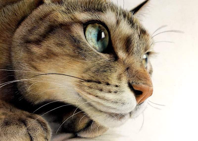 推友精心繪製《幾乎逼近照片的貓咪色鉛筆畫》揉揉眼我有沒有看錯Σ(・口・)沒看錯這是畫出來的 推友精心繪製《幾乎逼近照片的貓咪色鉛筆畫》揉揉眼我有沒有看錯Σ(・口・)沒看錯這是畫出來的