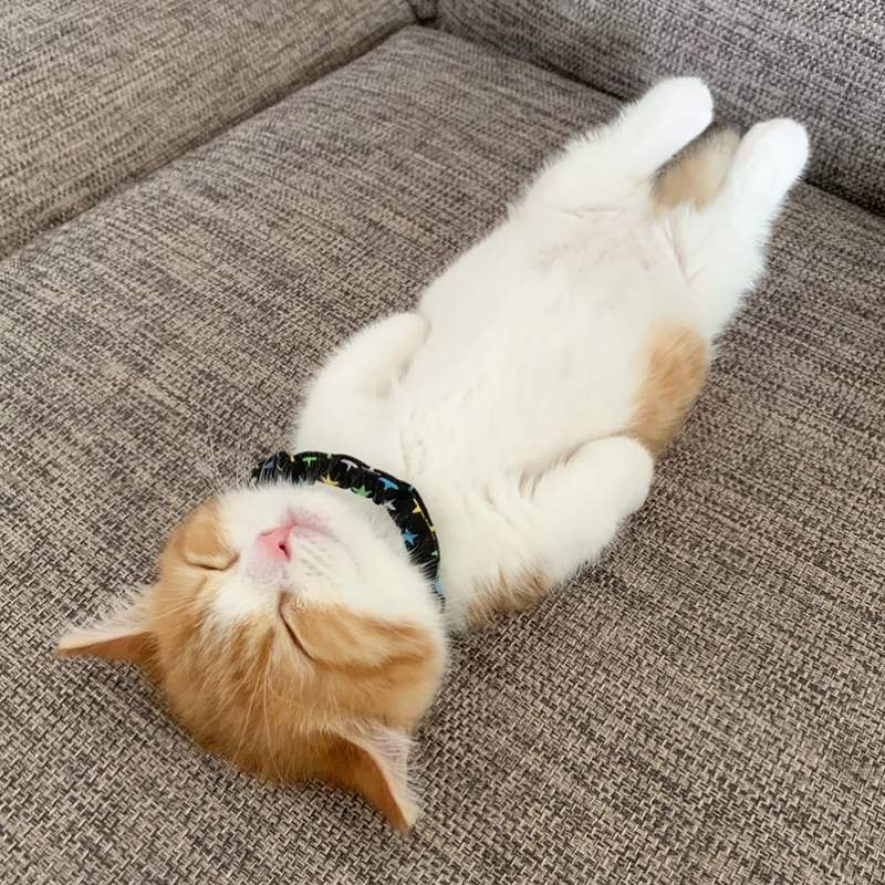 裡面有人嗎？《仰睡的貓咪》腳伸直直已經夠可愛，還露肉球就太過分囉❤