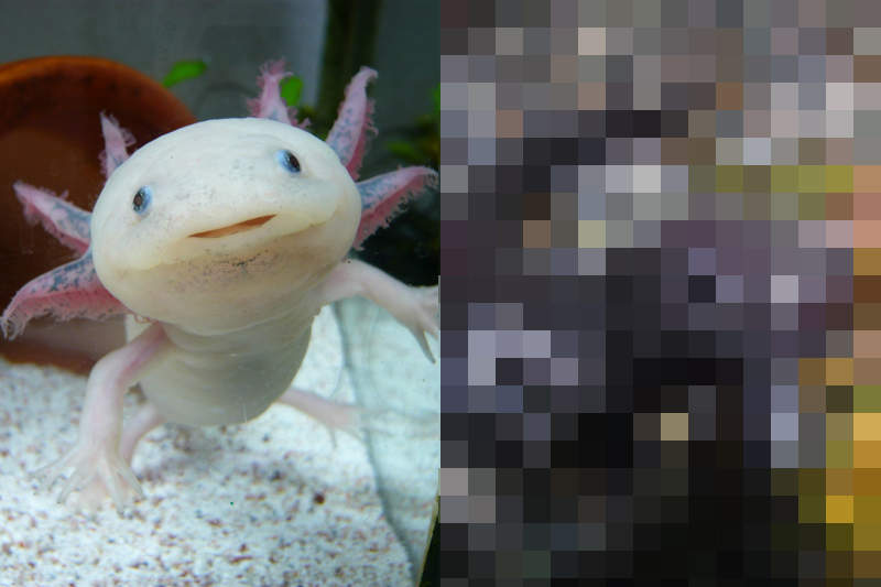 《六角恐龍變態後的模樣》原本的可愛長相陸化後反差竟然這麼大... 《六角恐龍變態後的模樣》原本的可愛長相陸化後反差竟然這麼大...