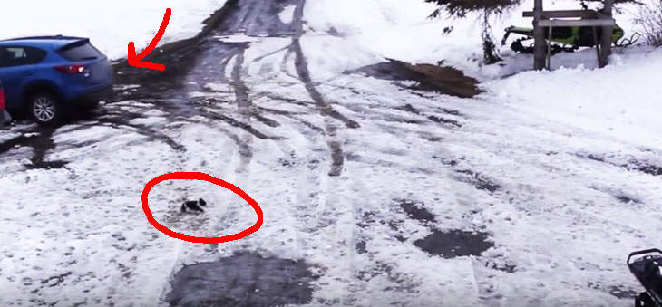 【有片】《吉娃娃險被輾斃 好朋友神救援》有驚無險真的是太好了