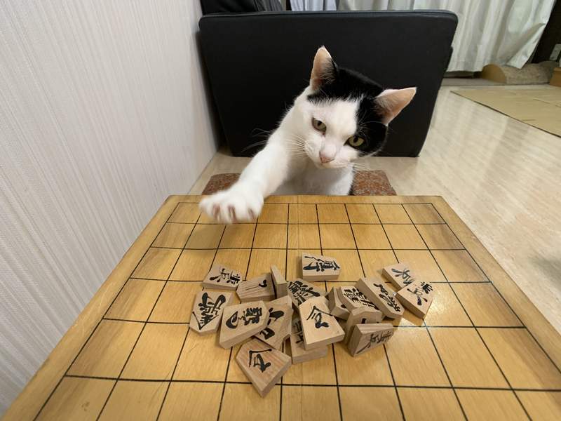 《跟貓玩將棋》有這麼聰明又可愛的貓咪,難怪主人連尾牙都不想參加了ww 《跟貓玩將棋》有這麼聰明又可愛的貓咪,難怪主人連尾牙都不想參加了ww