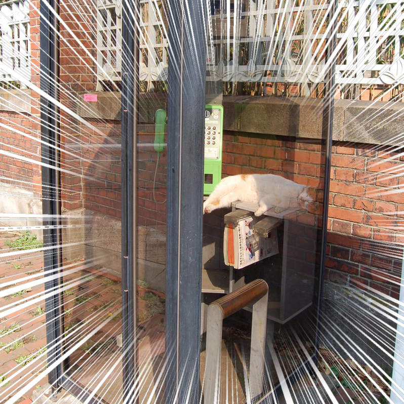 超好睡《電話亭裡的貓》或許給了人類更多不要拆電話亭的理由...