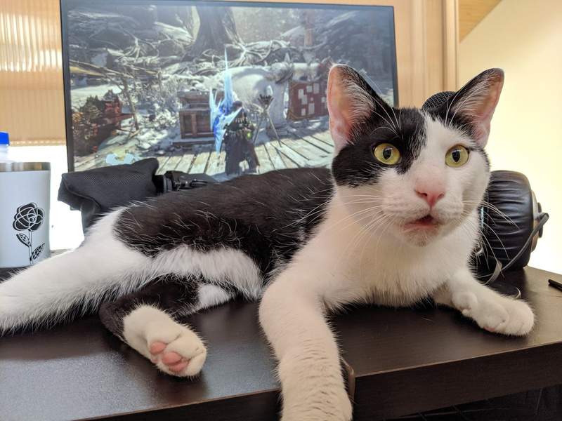 滿滿的無奈《擋在螢幕前的喵星人》從我養貓的那一刻起想爽爽玩遊戲就不可能惹