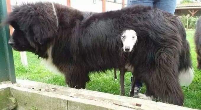 《狗狗的奇行》越奇怪就覺得越療癒這樣正常嗎? 《狗狗的奇行》越奇怪就覺得越療癒這樣正常嗎?