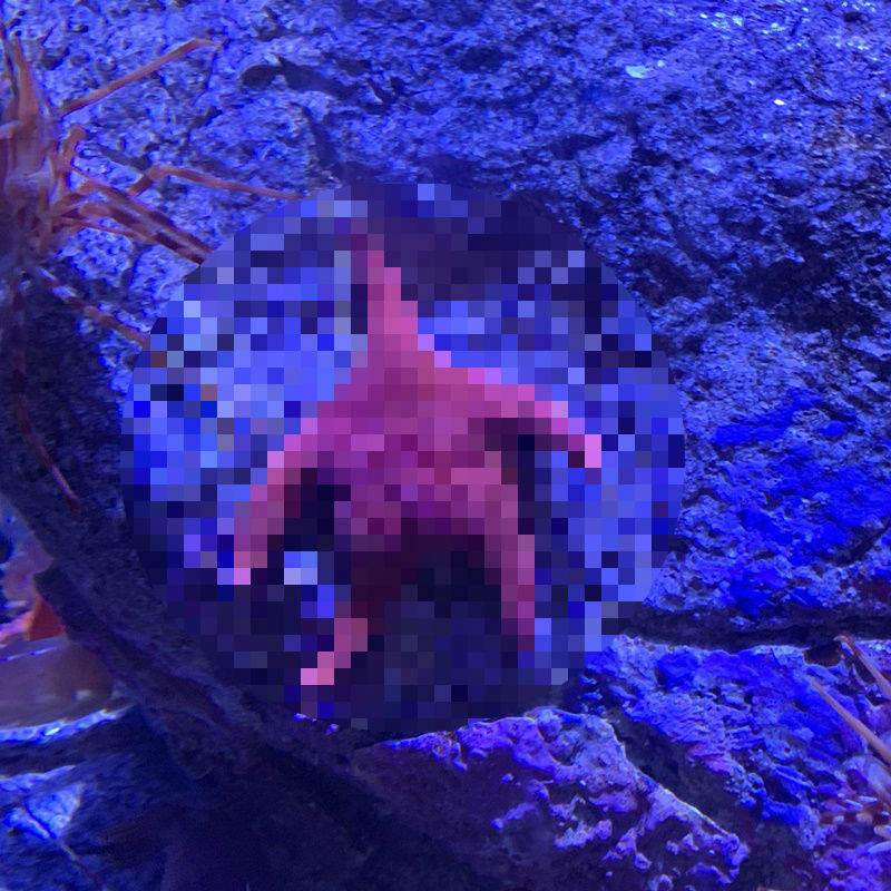 水族館驚現《翹臀海星》你確定這不是派大星屁股嗎w 水族館驚現《翹臀海星》你確定這不是派大星屁股嗎w