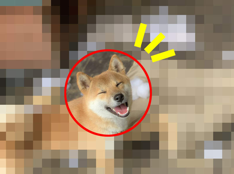 回到家發現《柴犬滿心歡喜的對著你笑》是覺得主人不會發現你做的壞事嗎XD 回到家發現《柴犬滿心歡喜的對著你笑》是覺得主人不會發現你做的壞事嗎XD