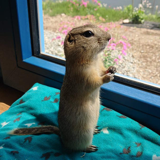 輕易被搧動的《理查森地松鼠》一舉一動都可愛到可以盯著看整天❤ 輕易被搧動的《理查森地松鼠》一舉一動都可愛到可以盯著看整天❤