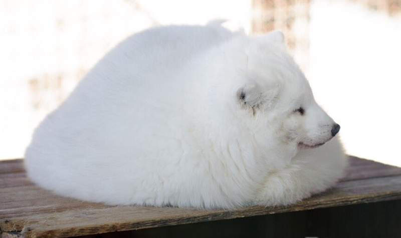 【圖多】《冬天的狐狸是液體》不只貓咪,冬季毛絨絨的狐狸也是流動軟Q很服貼的液體狀態ღ 【圖多】《冬天的狐狸是液體》不只貓咪,冬季毛絨絨的狐狸也是流動軟Q很服貼的液體狀態ღ