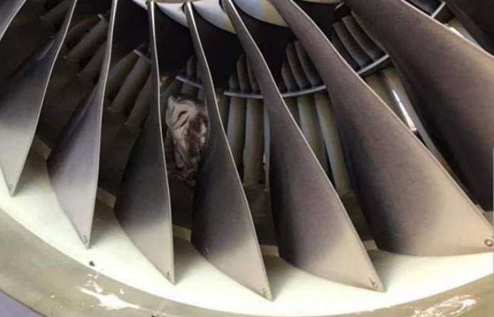 飛機引擎裡《發現睡午覺的貓頭鷹》感謝地勤人員起飛前確實的檢查 飛機引擎裡《發現睡午覺的貓頭鷹》感謝地勤人員起飛前確實的檢查