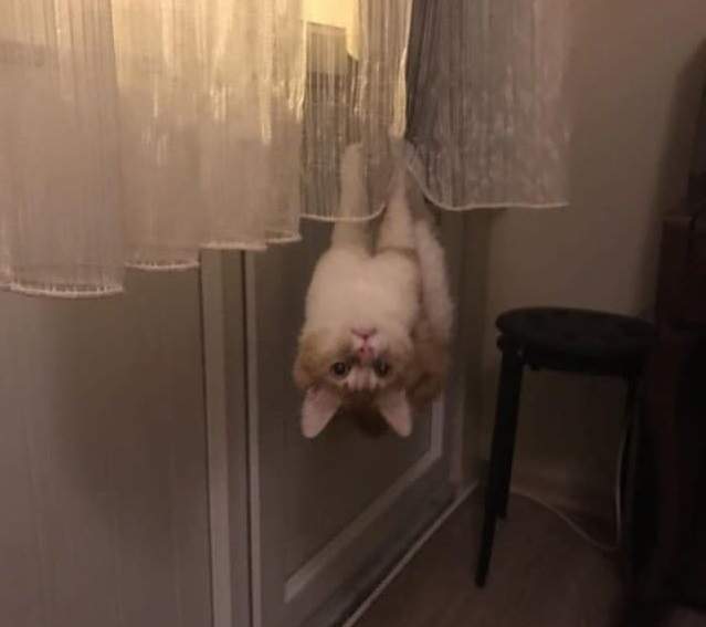 讓人很想問《你還好嗎?》的喵喵們 所以你們還好嗎? 讓人很想問《你還好嗎?》的喵喵們 所以你們還好嗎?