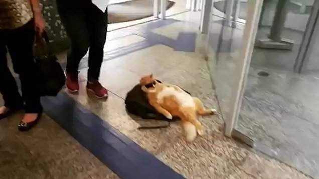 《在銀行門口當大爺的貓》想要搶劫先過我這關 《在銀行門口當大爺的貓》想要搶劫先過我這關