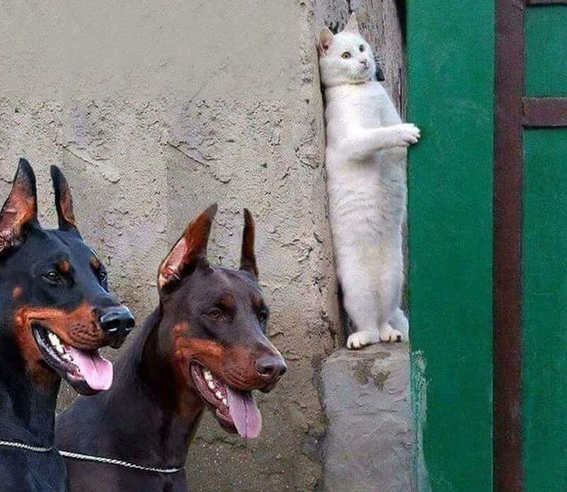 放鬆一下《好笑動物圖》這張圖重新定義什麼叫 「躲貓貓」 