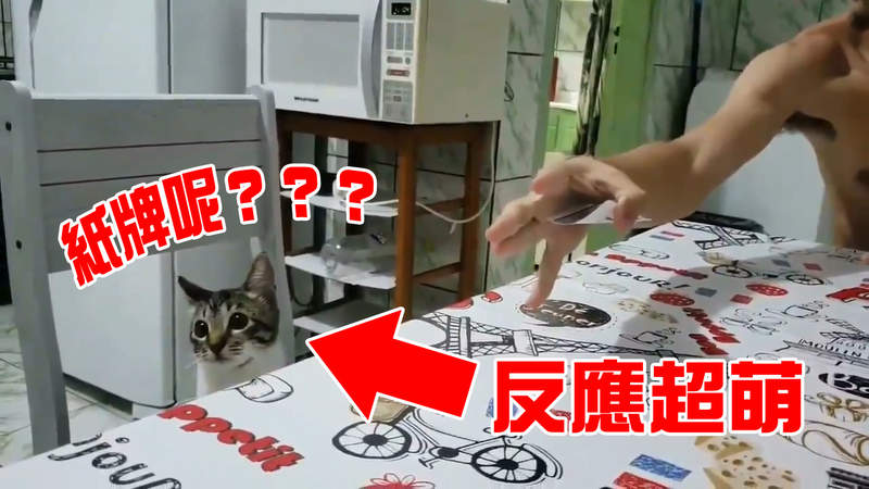 魔術師的最佳觀眾《貓咪看魔術表演的反應》這反應萌的我嫑嫑的啊～～