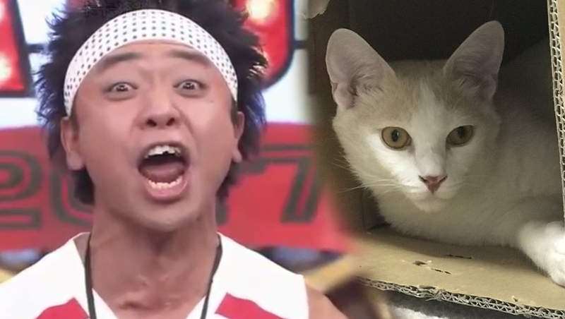 《Sunshine池崎分身帳號爆紅》邪惡罵人帳號威脅藝人生涯？原來只是個重度貓奴呀……