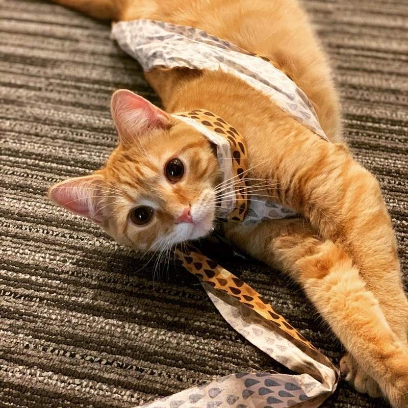 在辦公室「上班」的貓咪《Debit and Credit》工作內容就是讓貓奴追著牠們跑w