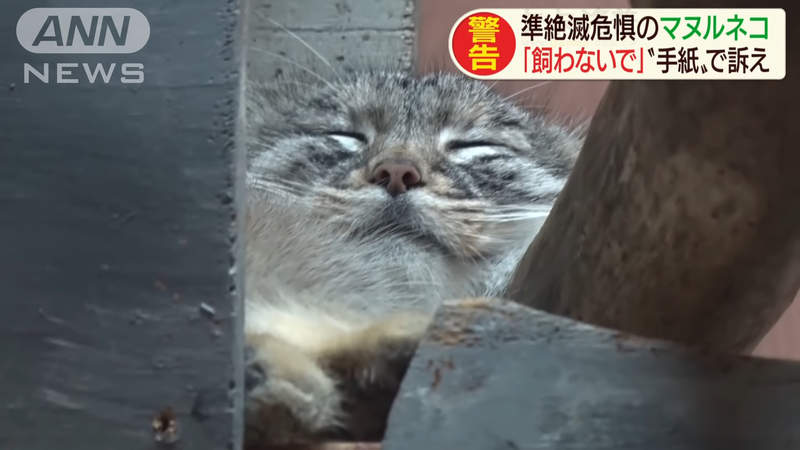 《動物園話題告示牌》世界最古老貓科動物 為什麼呼籲大家絕對不要想養牠？