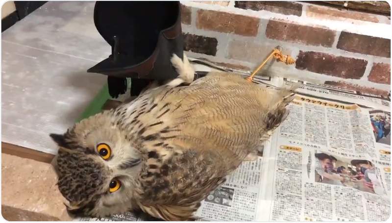 超囂張《強盜貓頭鷹》愛搶主人東西就算了，連姿勢都這麼無賴ww