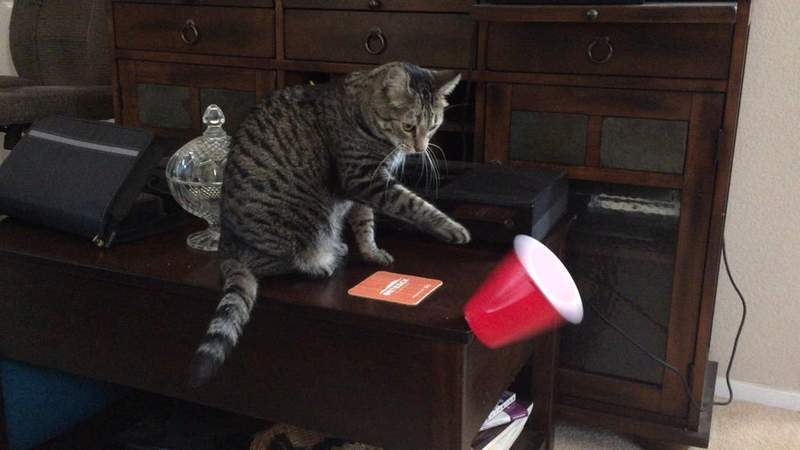 《貓的爆笑標語》這世界果然有貓就是有人氣 《貓的爆笑標語》這世界果然有貓就是有人氣