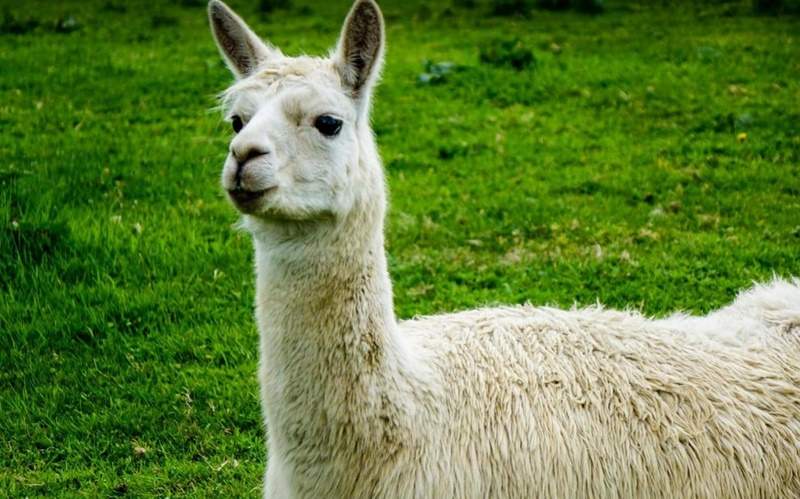 羊駝會咬睪丸?《動物冷知識》原來羊駝這麼派以後還是別惹羊駝不開心w 羊駝會咬睪丸?《動物冷知識》原來羊駝這麼派以後還是別惹羊駝不開心w