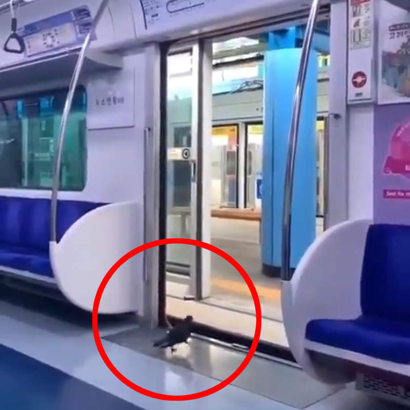 《鴿子搭電車》還懂得禮讓乘客的乘車禮儀,人類是否該多多學習ww 《鴿子搭電車》還懂得禮讓乘客的乘車禮儀,人類是否該多多學習ww