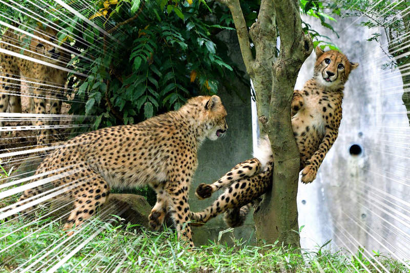 表情超有戲《被樹夾住的豹》不拿來當成素材都覺得對不起上演脫困劇的豹們ww