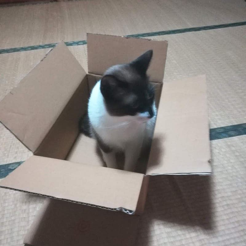 《把紙箱交給貓的下場》不對，這不是我以為會看到的結果啊...