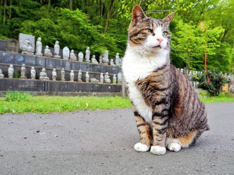 貓寺《御誕生寺》愛貓人士一定要來朝聖的喵景點 貓寺《御誕生寺》愛貓人士一定要來朝聖的喵景點