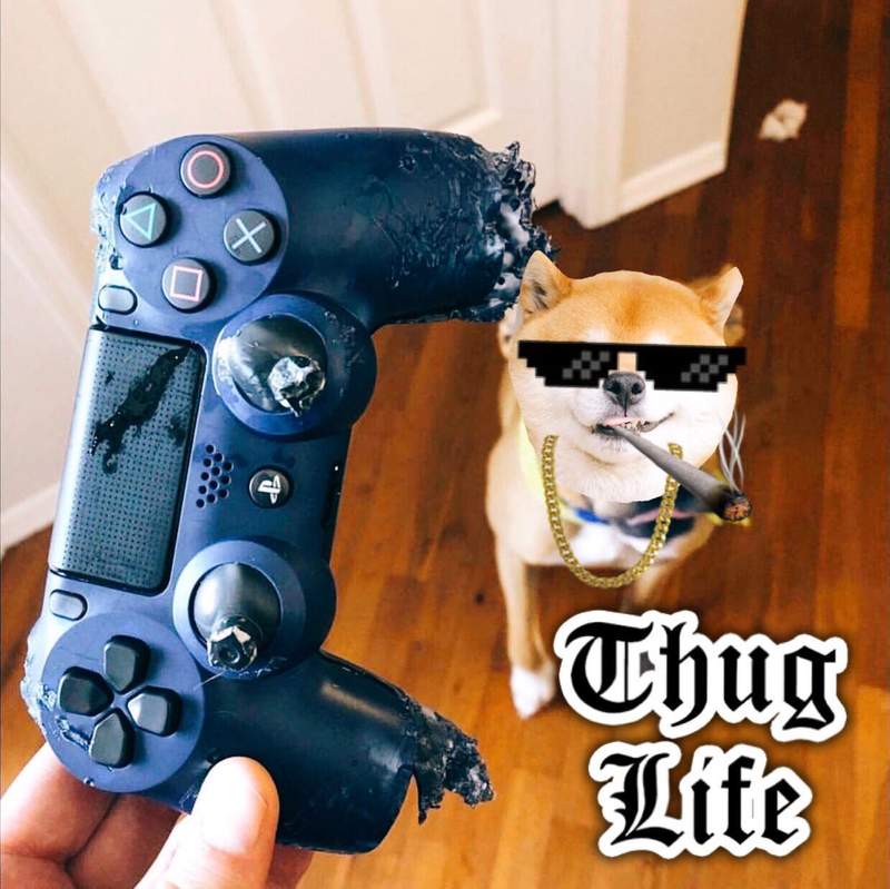 推特災情《被汪星人咬爛的手把》嘿嘿看看我表現的不差吧(笑)