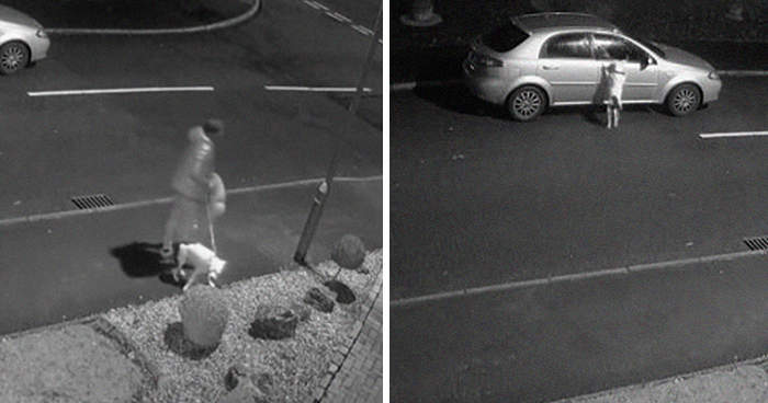 《不知道自己被拋棄的狗》想回車上卻回不去 幸好有HAPPY ENDING