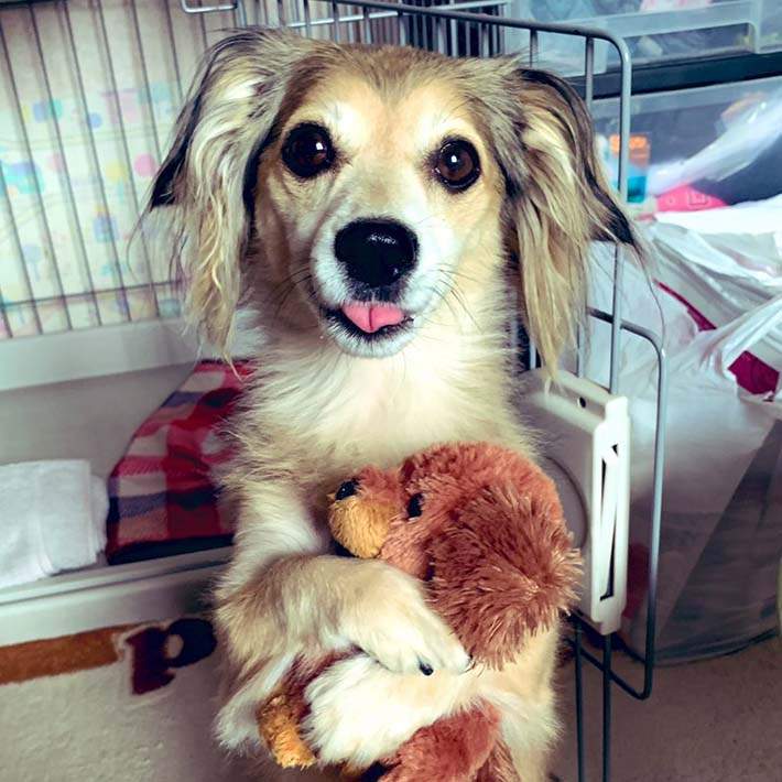 《看到主人出門大受打擊的狗狗》聽到主人要走竟然震驚到連手上的娃娃都落地...