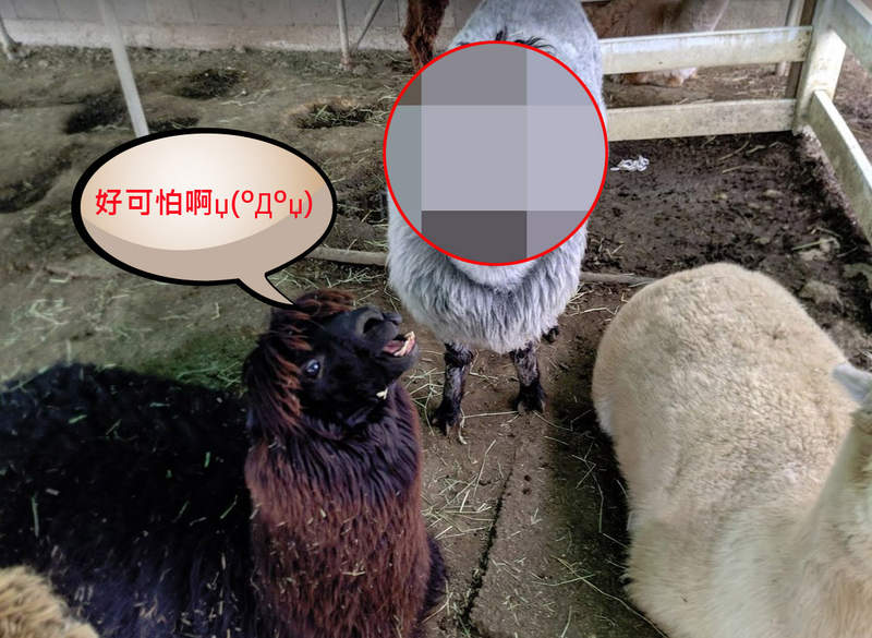 【嚇爆】《有張鬼臉的羊咩咩》牧場看到超衝擊畫面心臟差點就停惹(꒪ȏ꒪;)