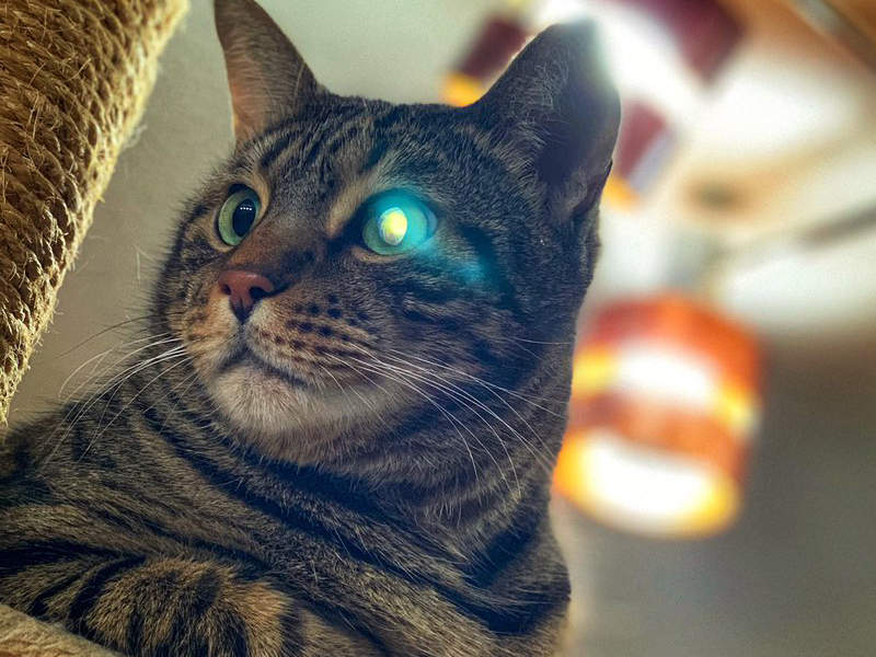 怎麼看都很可怕的《貓咪發光眼睛》像是「啟動能力」一樣～沒想到也有奇蹟美照