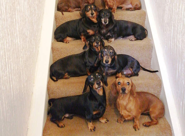 家養《16隻臘腸犬》19歲飼主接受挑戰拍出超高難度的照片